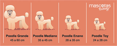 Tamaños de Poodle - Mascotas Today
