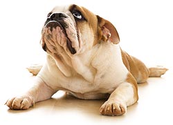 Cuidados del Bulldog Inglés - Mascotas Today