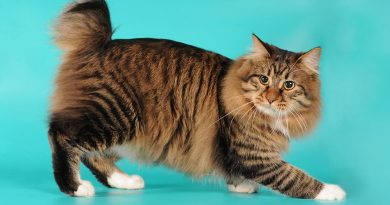 Bobtail Japonés el gato de la suerte - Mascotas Today