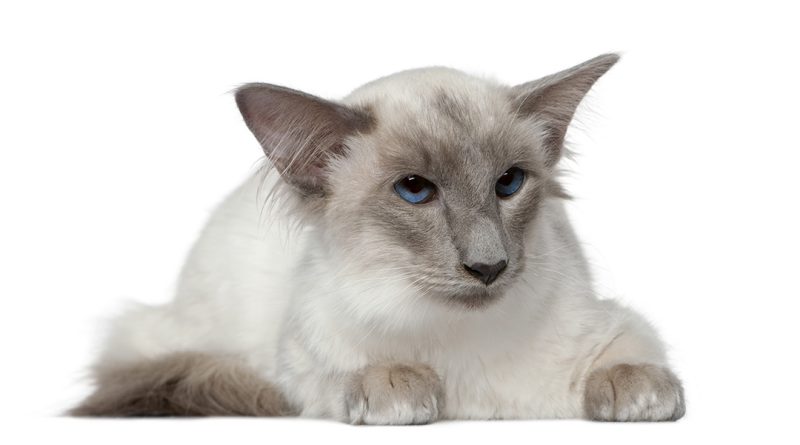 El Balinés un gato aristocrático - Mascotas Today