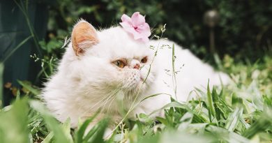 Plantas tóxicas para gatos - Mascotas Today