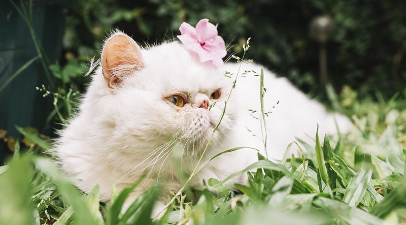 Plantas tóxicas para gatos - Mascotas Today
