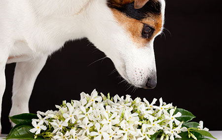 Cómo evitar el envenenamiento en perros a través de plantas tóxicas