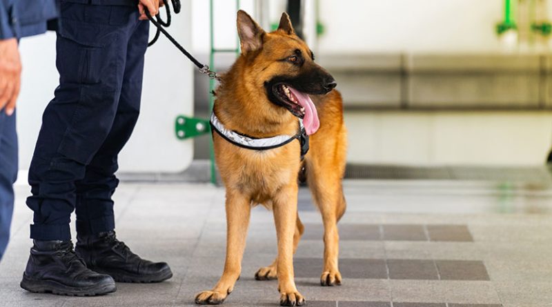 Entrenan perros para detectar Covid 19 - Mascotas Today