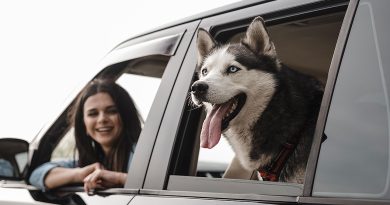 Viajar con mascotas en carro - Mascotas Today