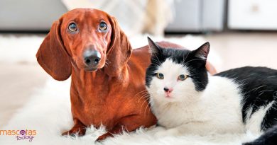 Diabetes en perros y gatos - Mascotas Today