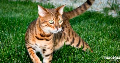 Gato Bengalí el gato leopardo - Mascotas Today