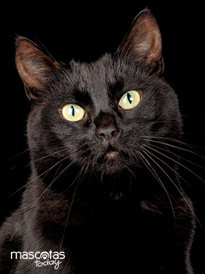 Como es el gato negro - Mascotas Today