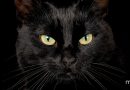 El gato negro supersticiones - Mascotas Today