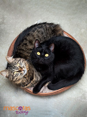 Síndrome del gato negro - Mascotas Today