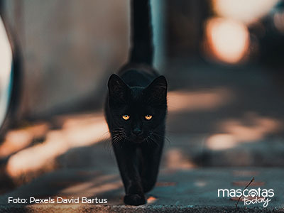 La buena o mala suerte de los gatos negros - Mascotas Today