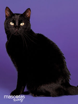 Razas de gatos negros - Mascotas Today