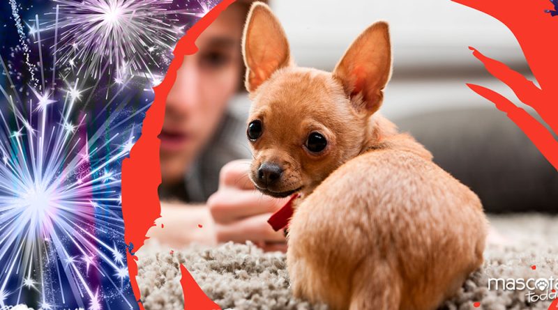 Perros y fuegos artificiales - Mascotas Today