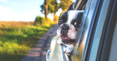 Viajar en carro con tu perro - Mascotas Today
