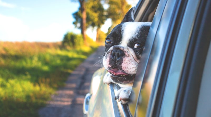 Viajar en carro con tu perro - Mascotas Today