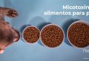Micotoxinas en alimentos para perros - Mascotas Today