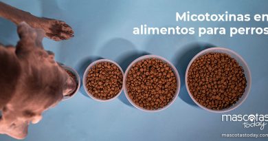 Micotoxinas en alimentos para perros - Mascotas Today