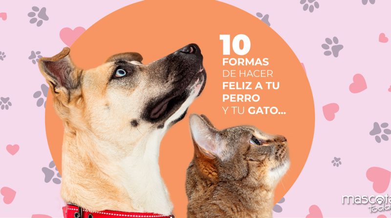 Diez formas de hacer feliz a tu perro y a tu gato - Mascotas Today