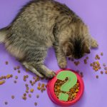 Dietas alternativas para el gato - Mascotas Today