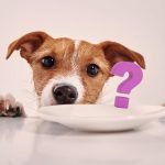 Dietas alternativas para tu perro - Mascotas Today