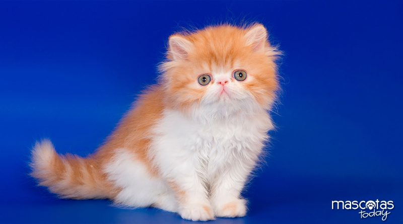 El Persa el más dulce de los gatos