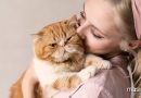Las 8 razas de gatos más cariñosas - Mascotas Today