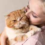 Las 8 razas de gatos más cariñosas - Mascotas Today