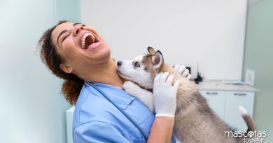 12 cosas que no sabías sobre los Médicos veterinarios