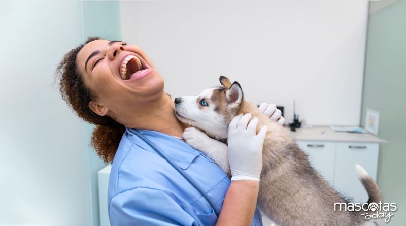 12 cosas que no sabías sobre los Médicos veterinarios